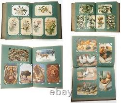 Great 1906 pre-WWI 282 x Postcards Full Album Street Stamps Love Animal American