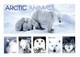 Collection De Timbres Avec Album
